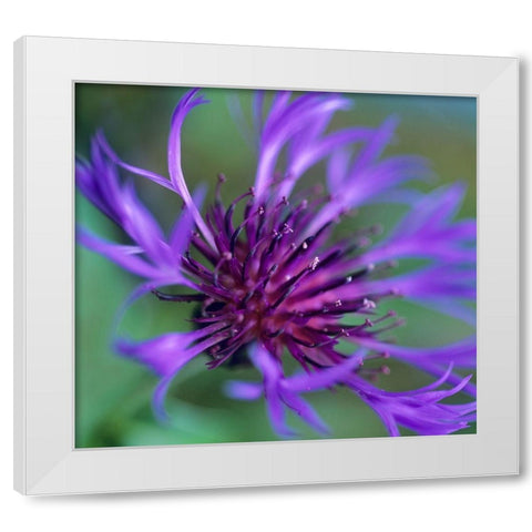 Mountain Bluet White Modern Wood Framed Art Print by Fitzharris, Tim