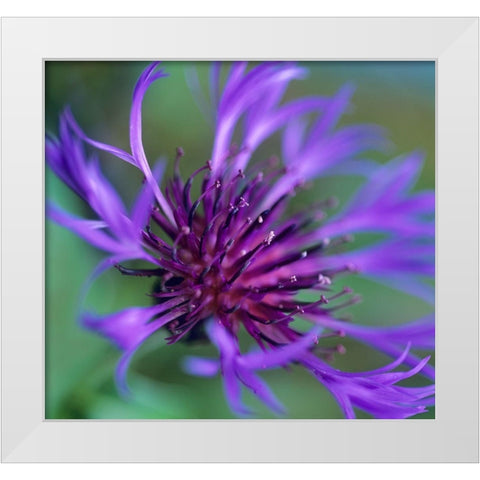 Mountain Bluet White Modern Wood Framed Art Print by Fitzharris, Tim