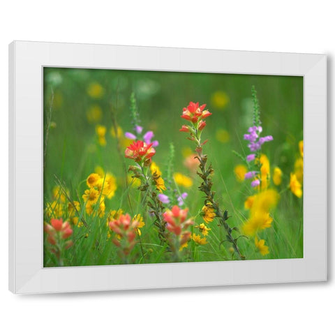 Indian Paintbrushes with Coreopsis and Hairy Beartoungue Penstemon White Modern Wood Framed Art Print by Fitzharris, Tim