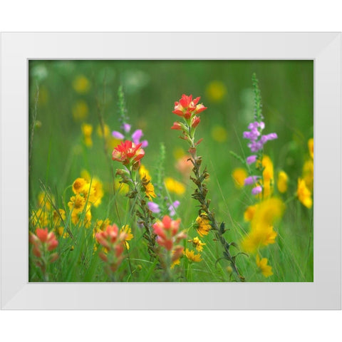 Indian Paintbrushes with Coreopsis and Hairy Beartoungue Penstemon White Modern Wood Framed Art Print by Fitzharris, Tim