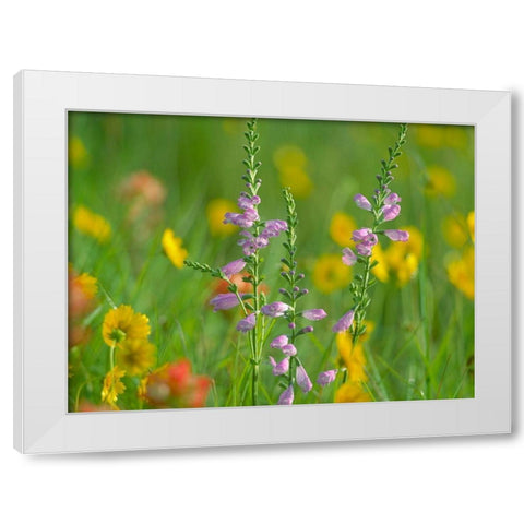 Hairy Beardtoungue Penstemon White Modern Wood Framed Art Print by Fitzharris, Tim