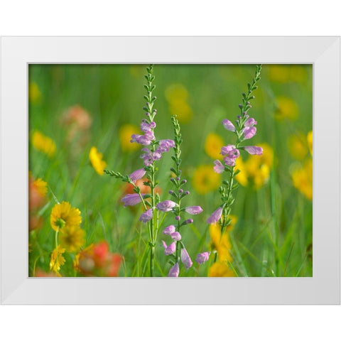 Hairy Beardtoungue Penstemon White Modern Wood Framed Art Print by Fitzharris, Tim