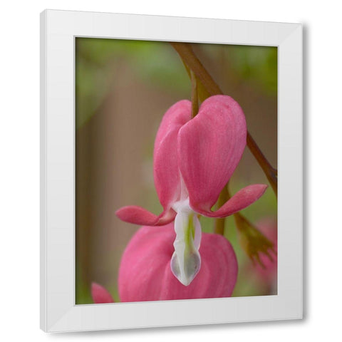 Bleeding Hearts II White Modern Wood Framed Art Print by Fitzharris, Tim