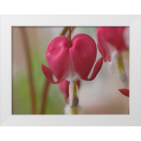 Bleeding Hearts III White Modern Wood Framed Art Print by Fitzharris, Tim