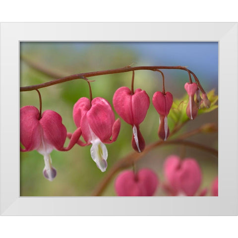 Bleeding Hearts IV White Modern Wood Framed Art Print by Fitzharris, Tim