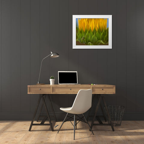 Sunflowers I White Modern Wood Framed Art Print by Fitzharris, Tim