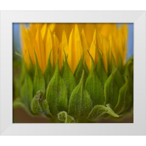 Sunflowers I White Modern Wood Framed Art Print by Fitzharris, Tim