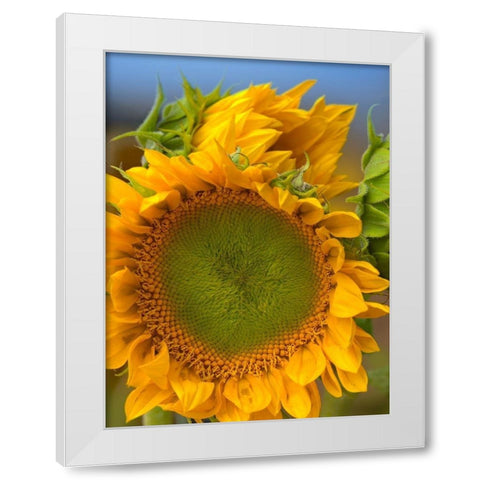 Sunflowers II White Modern Wood Framed Art Print by Fitzharris, Tim