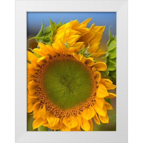 Sunflowers II White Modern Wood Framed Art Print by Fitzharris, Tim