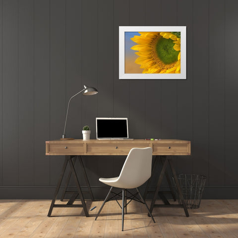 Sunflowers III White Modern Wood Framed Art Print by Fitzharris, Tim