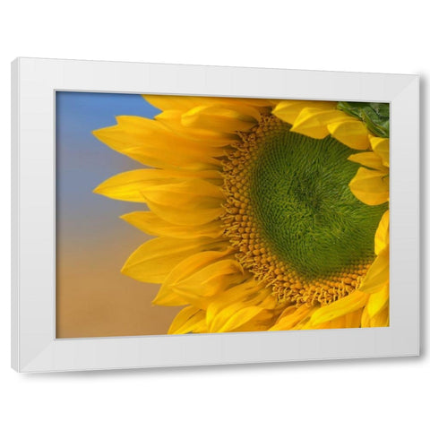 Sunflowers III White Modern Wood Framed Art Print by Fitzharris, Tim