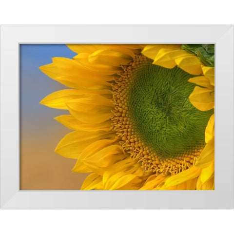 Sunflowers III White Modern Wood Framed Art Print by Fitzharris, Tim