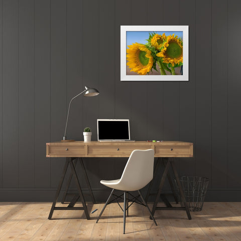 Sunflowers IV White Modern Wood Framed Art Print by Fitzharris, Tim