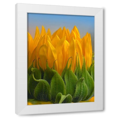 Sunflowers V White Modern Wood Framed Art Print by Fitzharris, Tim