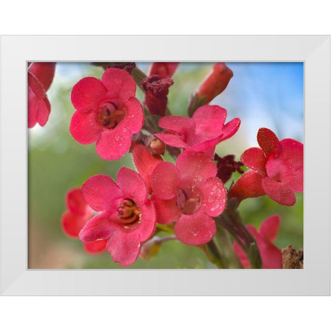 Wrights Penstemon White Modern Wood Framed Art Print by Fitzharris, Tim