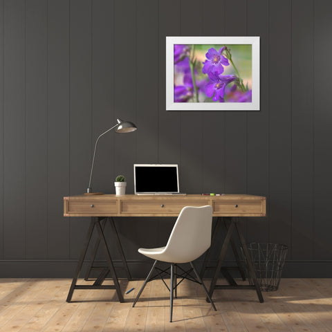 Sidebells Penstemon I White Modern Wood Framed Art Print by Fitzharris, Tim