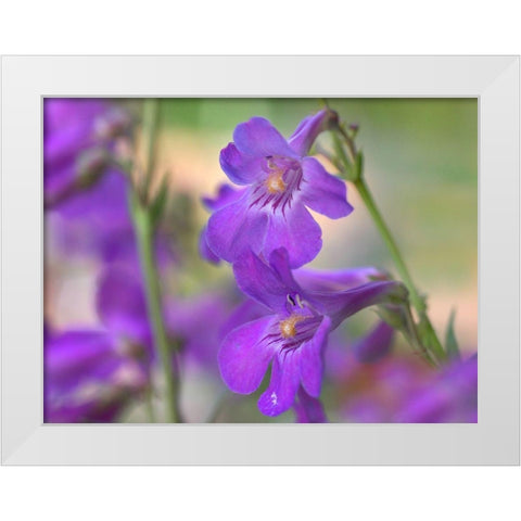 Sidebells Penstemon I White Modern Wood Framed Art Print by Fitzharris, Tim