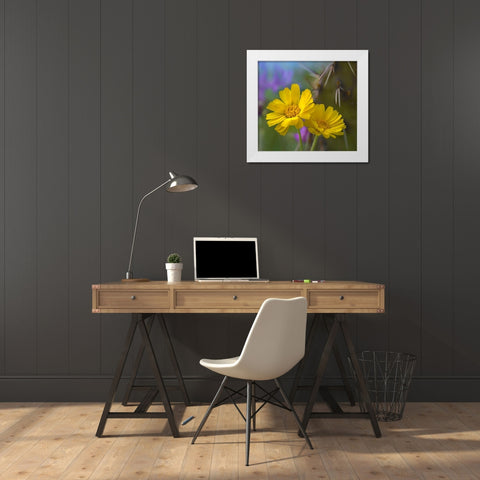 Desert Marigolds I White Modern Wood Framed Art Print by Fitzharris, Tim