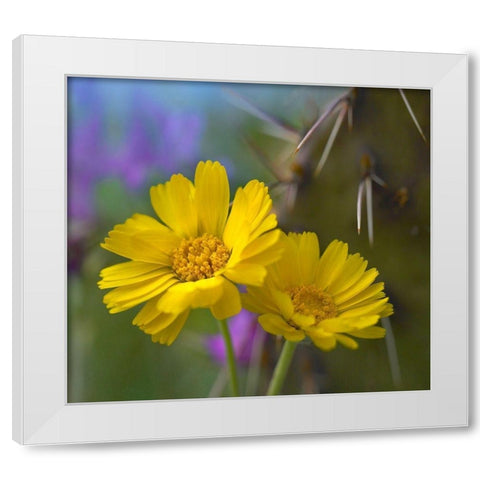 Desert Marigolds I White Modern Wood Framed Art Print by Fitzharris, Tim