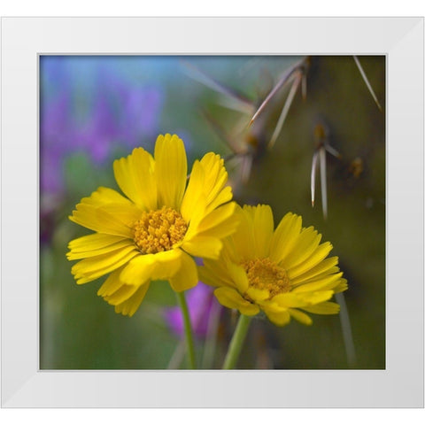 Desert Marigolds I White Modern Wood Framed Art Print by Fitzharris, Tim