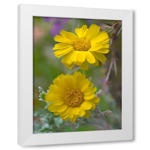 Desert Marigolds II White Modern Wood Framed Art Print by Fitzharris, Tim