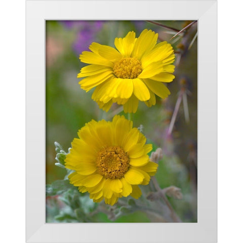 Desert Marigolds II White Modern Wood Framed Art Print by Fitzharris, Tim