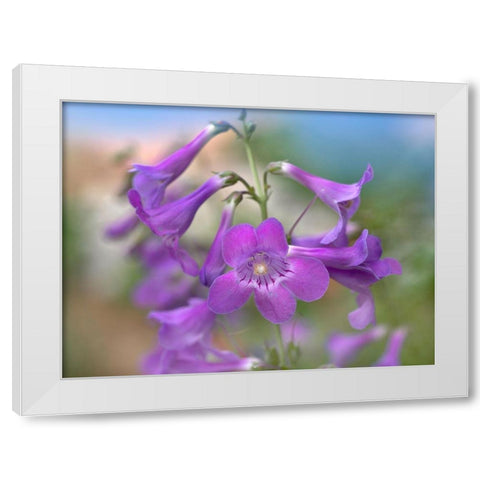 Sidebells Penstemon II White Modern Wood Framed Art Print by Fitzharris, Tim