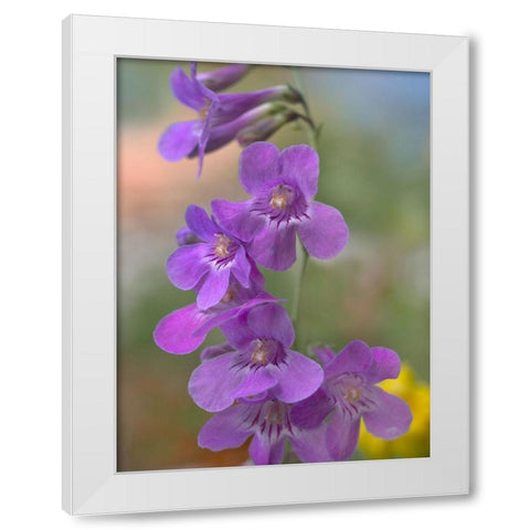 Sidebells Penstemon III White Modern Wood Framed Art Print by Fitzharris, Tim