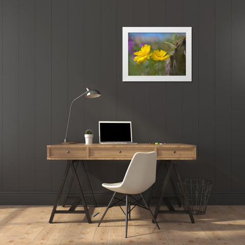 Desert Marigold III White Modern Wood Framed Art Print by Fitzharris, Tim