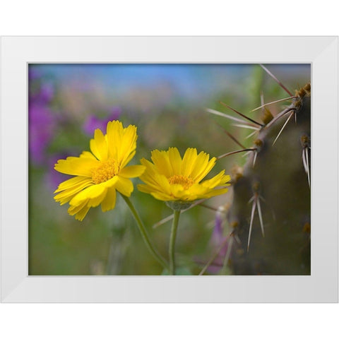 Desert Marigold III White Modern Wood Framed Art Print by Fitzharris, Tim