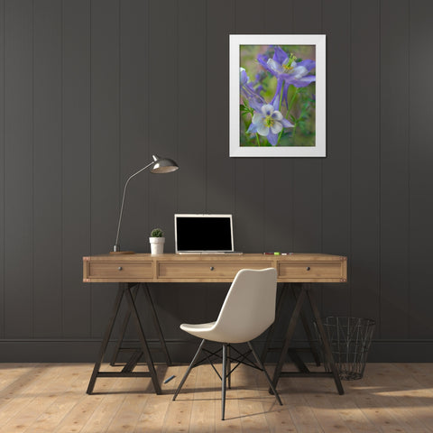 Rocky Mountain Columbine I White Modern Wood Framed Art Print by Fitzharris, Tim