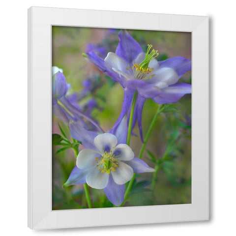 Rocky Mountain Columbine I White Modern Wood Framed Art Print by Fitzharris, Tim