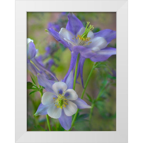 Rocky Mountain Columbine I White Modern Wood Framed Art Print by Fitzharris, Tim