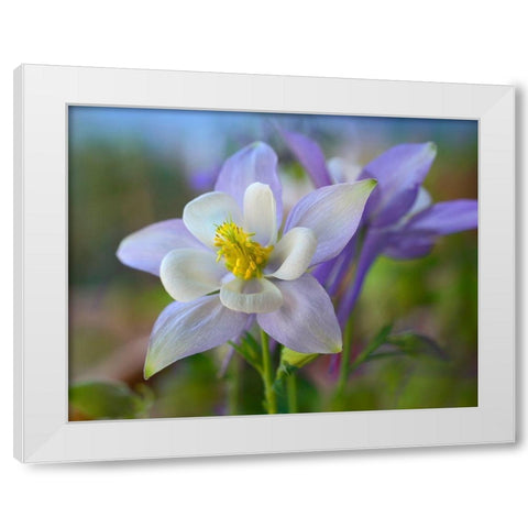 Rocky Mountain Columbine III White Modern Wood Framed Art Print by Fitzharris, Tim