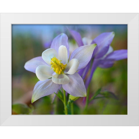 Rocky Mountain Columbine III White Modern Wood Framed Art Print by Fitzharris, Tim