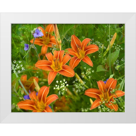 Wild Daylillies I White Modern Wood Framed Art Print by Fitzharris, Tim