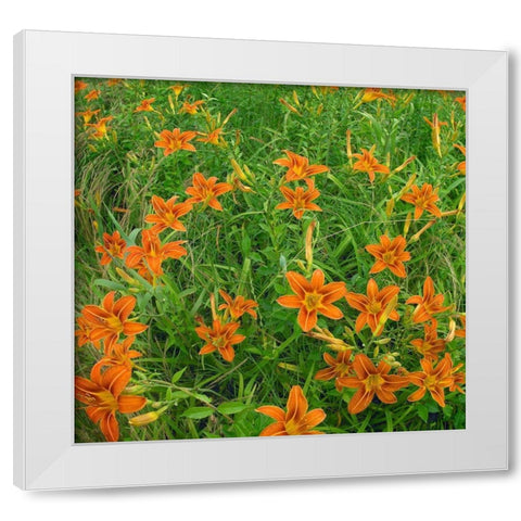 Wild Daylillies II White Modern Wood Framed Art Print by Fitzharris, Tim