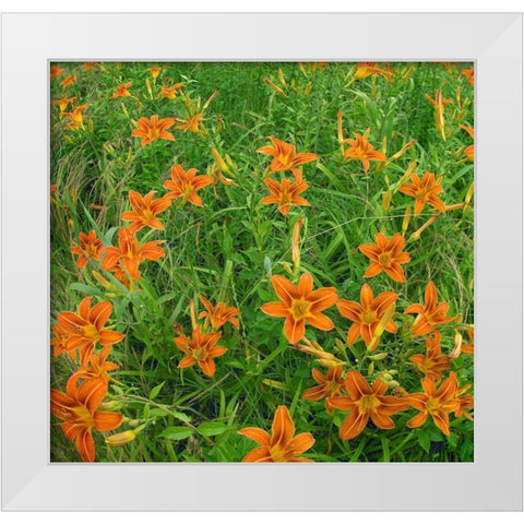 Wild Daylillies II White Modern Wood Framed Art Print by Fitzharris, Tim