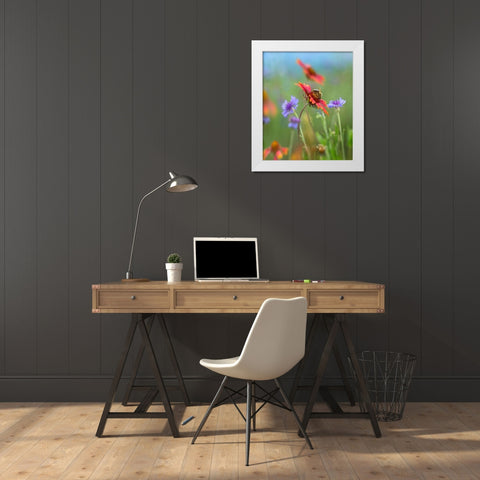 Gaillardia and Bachelors Buttons I White Modern Wood Framed Art Print by Fitzharris, Tim