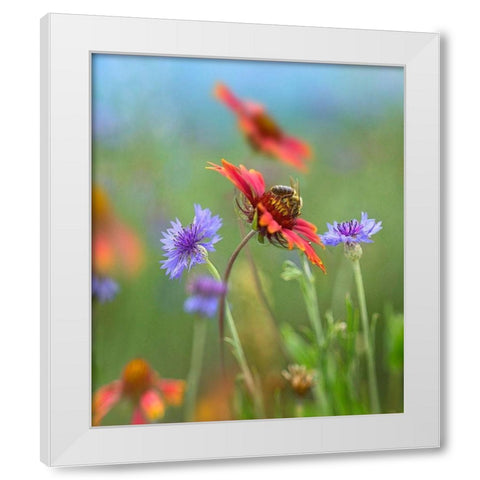 Gaillardia and Bachelors Buttons I White Modern Wood Framed Art Print by Fitzharris, Tim