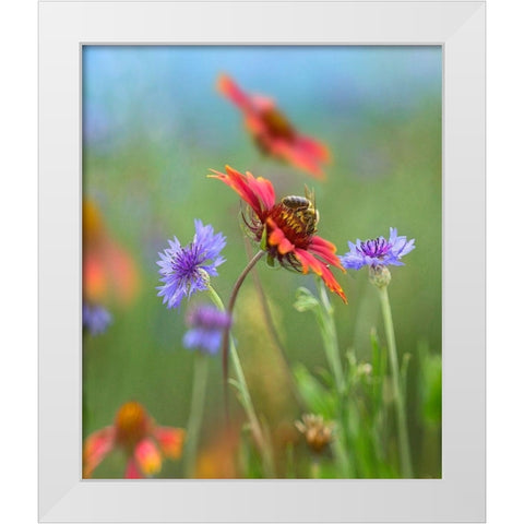 Gaillardia and Bachelors Buttons I White Modern Wood Framed Art Print by Fitzharris, Tim