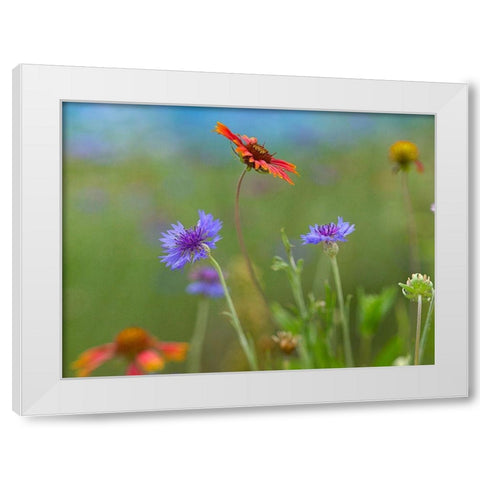 Gaillardia and Bachelors Buttons II White Modern Wood Framed Art Print by Fitzharris, Tim