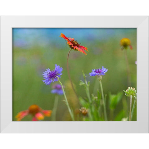 Gaillardia and Bachelors Buttons II White Modern Wood Framed Art Print by Fitzharris, Tim