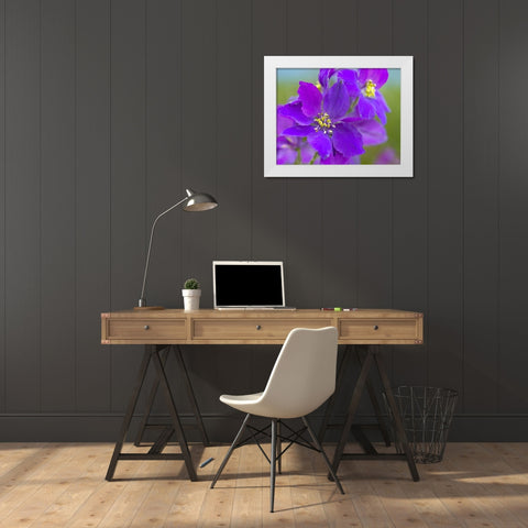 Delphinium White Modern Wood Framed Art Print by Fitzharris, Tim