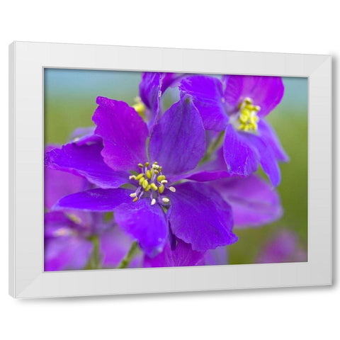 Delphinium White Modern Wood Framed Art Print by Fitzharris, Tim