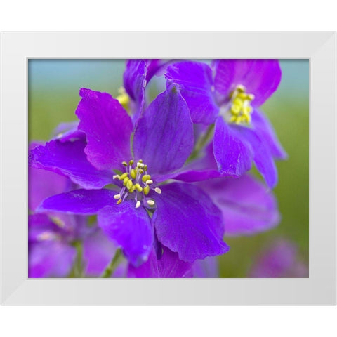 Delphinium White Modern Wood Framed Art Print by Fitzharris, Tim