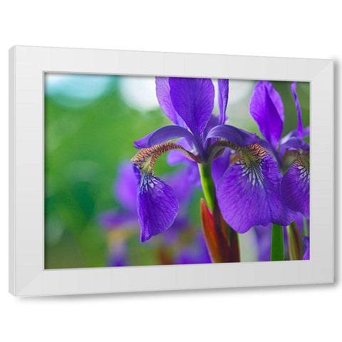 Blue Flag Iris White Modern Wood Framed Art Print by Fitzharris, Tim