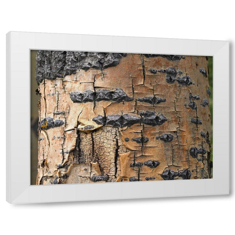 Aspen Bark I White Modern Wood Framed Art Print by Fitzharris, Tim