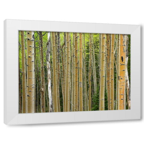 Aspen Grove I White Modern Wood Framed Art Print by Fitzharris, Tim