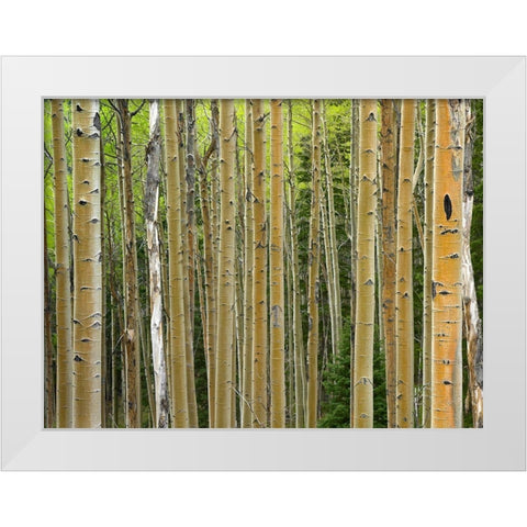 Aspen Grove I White Modern Wood Framed Art Print by Fitzharris, Tim